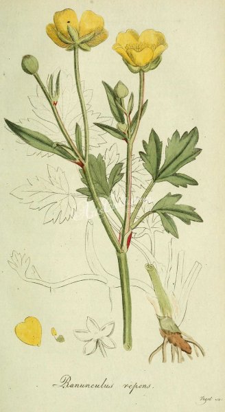 Лютик едкий акварель