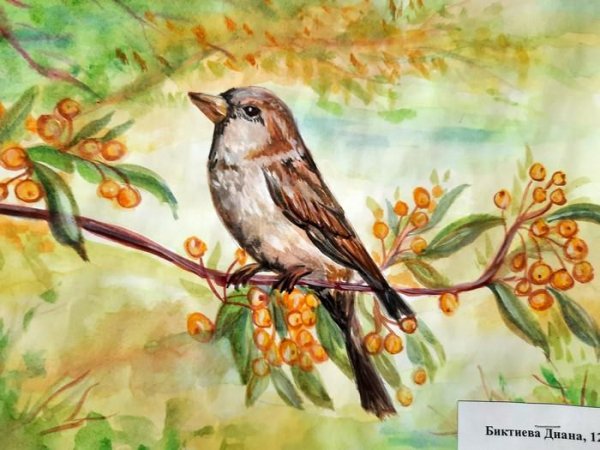 Воробей рисунок