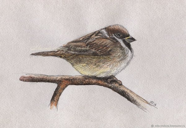 Птица года Воробей