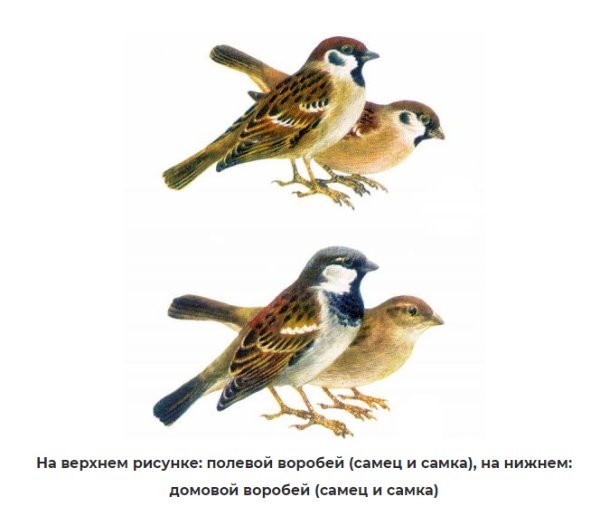 Домовый Воробей рисунок