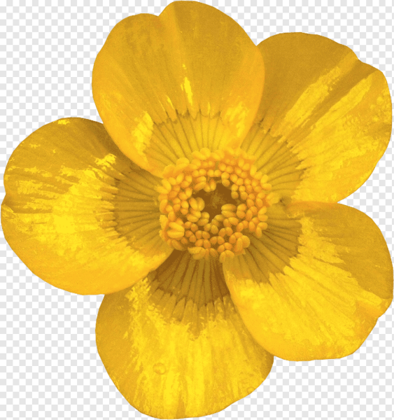 Лютик мультяшный