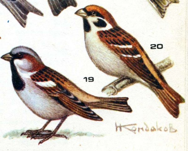 Воробей акварелью