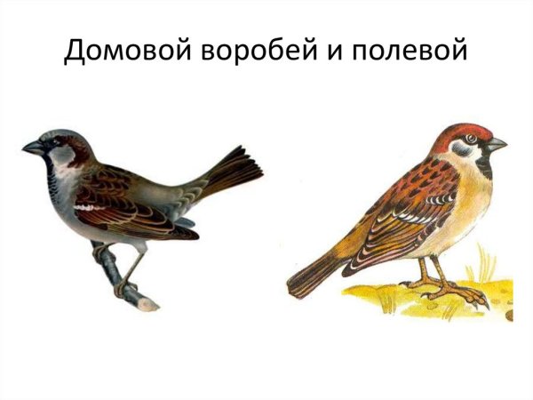 Домовой Воробей рисунок