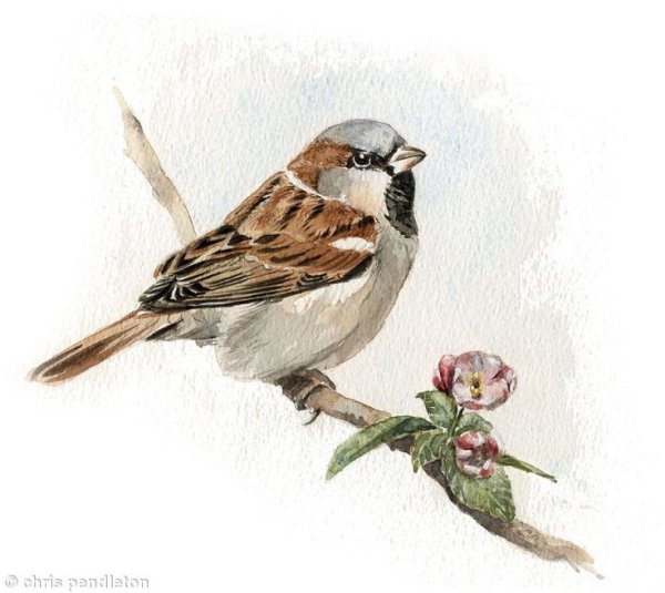 Воробей карточка для детей