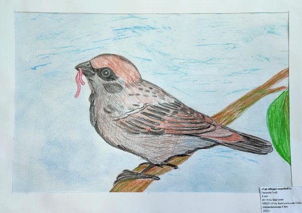 Домовой Воробей рисунок