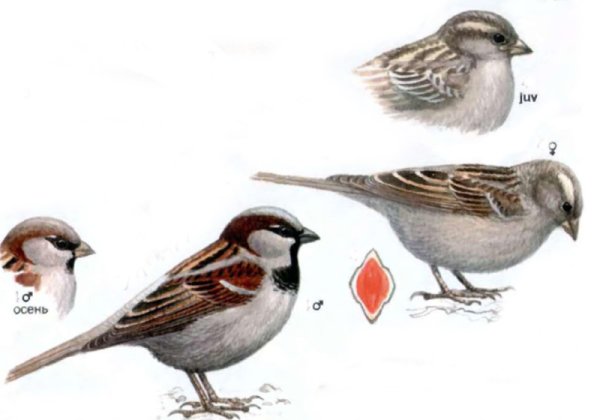 Домовый Воробей