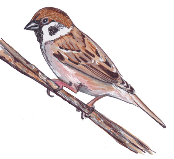 Художник Комаревцев Воробей