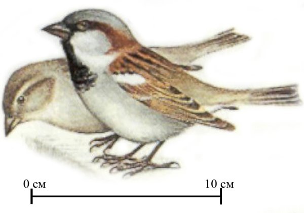 Нарисовать домового воробья