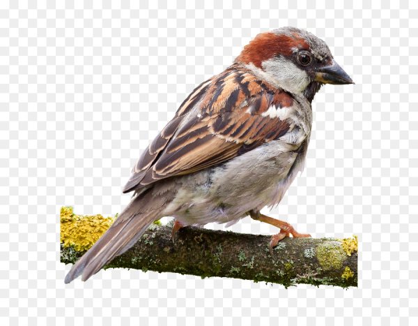 Живопись воробьи на ветке