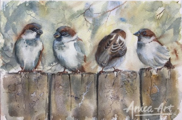 Полевой Воробей самка и самец