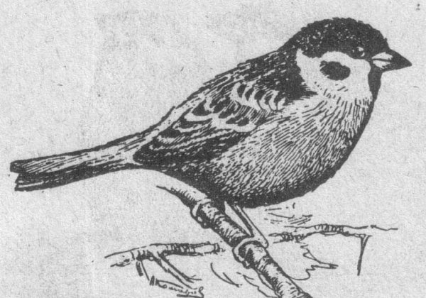 Воробей гуашью