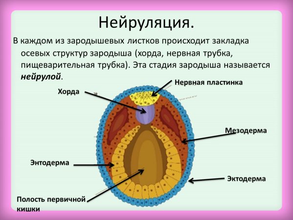 Нейруляция строение зародыша