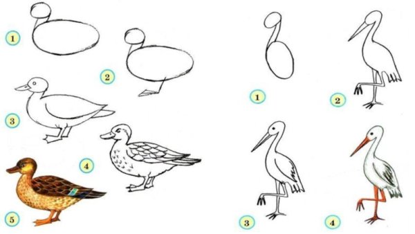 Поэтапное рисование птиц