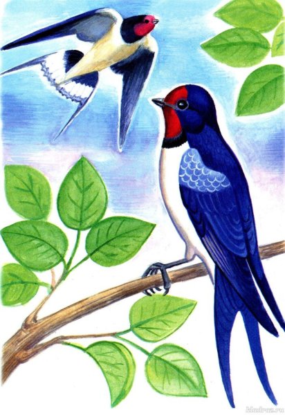 Ласточка рисунок