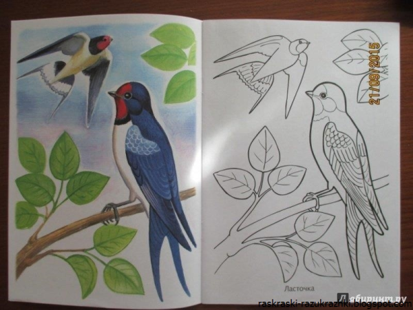 Рисование с дошкольниками перелётные птицы