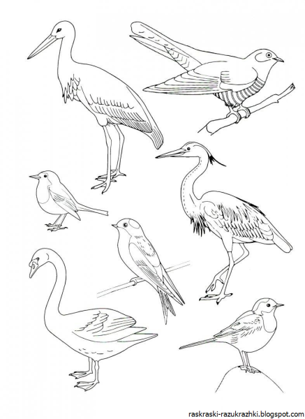 Раскраска "перелетные птицы"