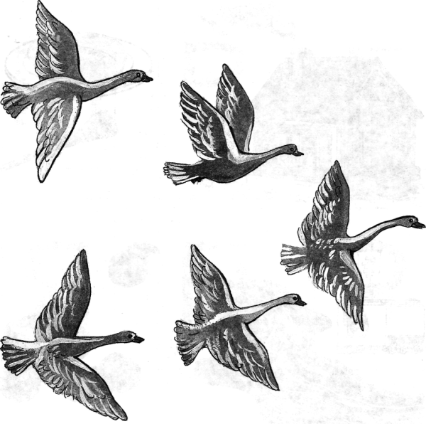 Схематичное изображение птицы