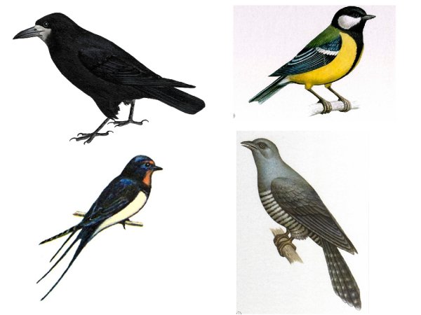 : Ласточка, Грач, скворец, синица)