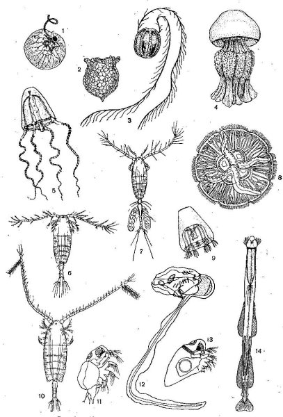 Шелдон Джей планктон