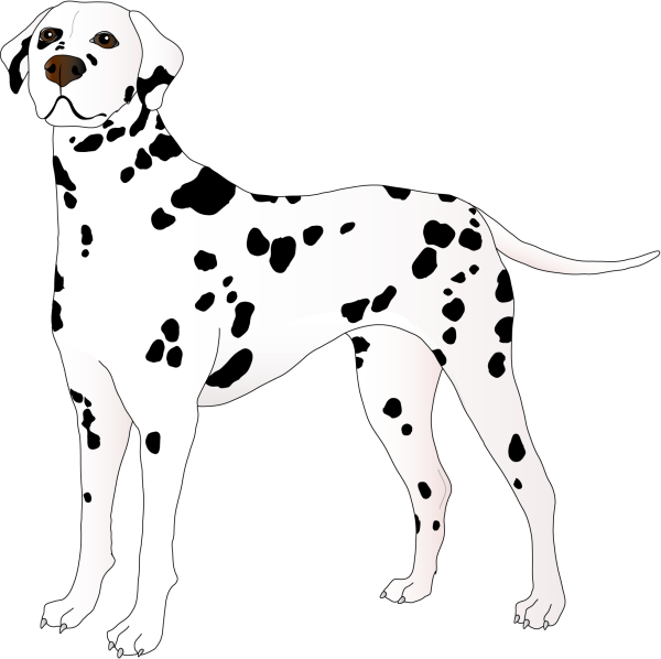 Далматинец полный рост сбоку