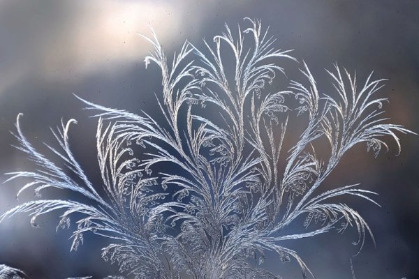 Зимние грезы рисунок