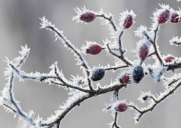 Морозные узоры