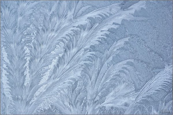 Ветки в инее на белом фоне