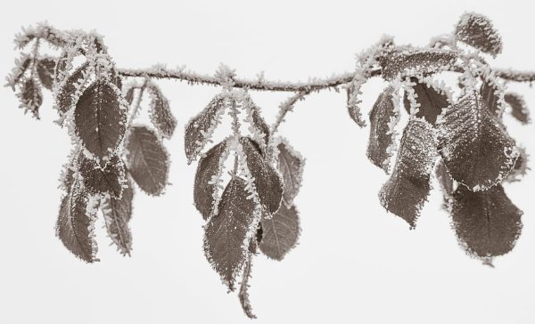 Кристаллическая изморозь