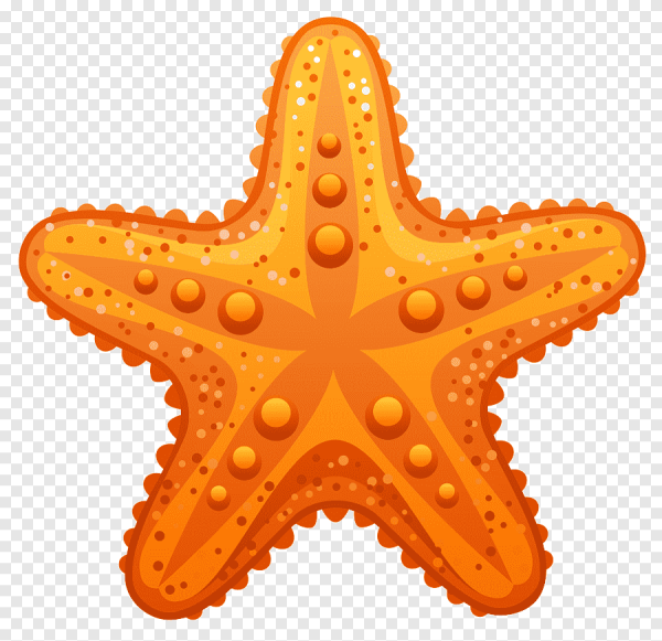 Морская звезда
