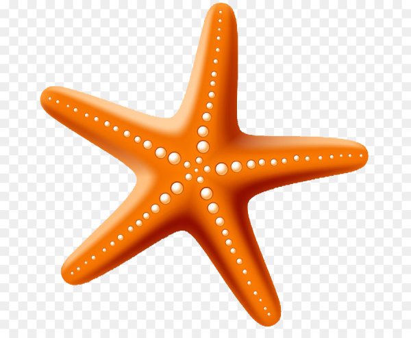 Морская звезда вектор