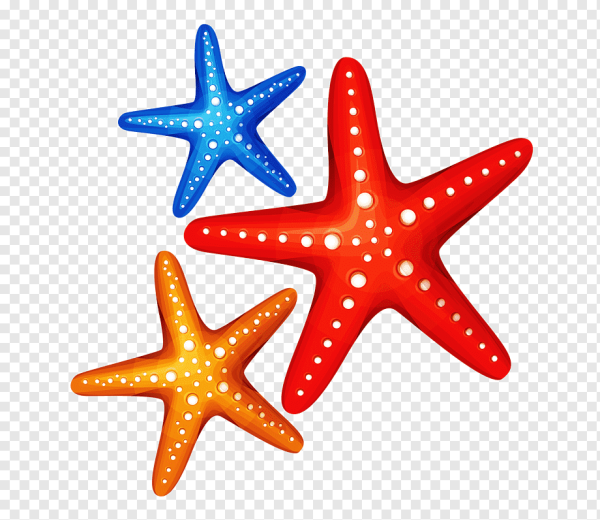 Морская звезда для детей