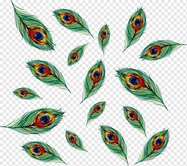 Павлинье перо вектор