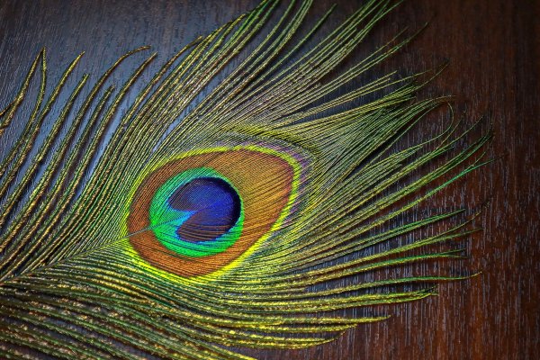 Перо павлина пастель