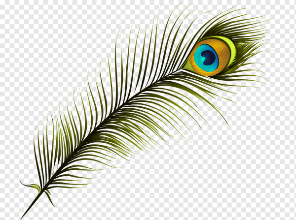 Павлинье перо на прозрачном фоне