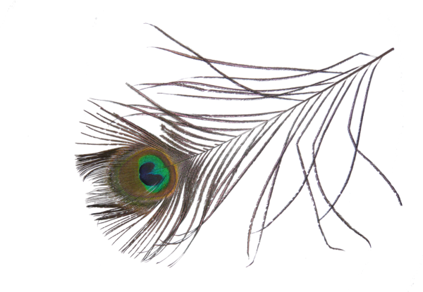 Перо павлина на прозрачном фоне