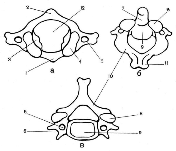 Шейный позвонок Атлант строение