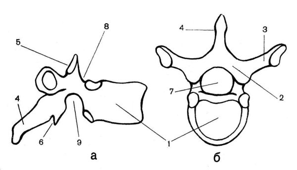 Грудной позвонок вид сбоку рисунок