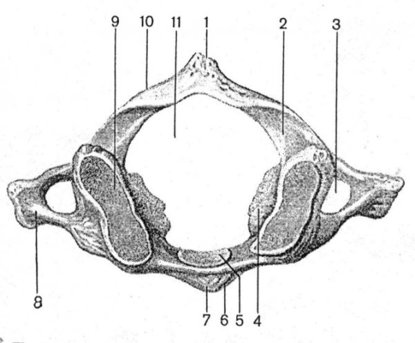 Шейные позвонки 1 шейный позвонок Атлант