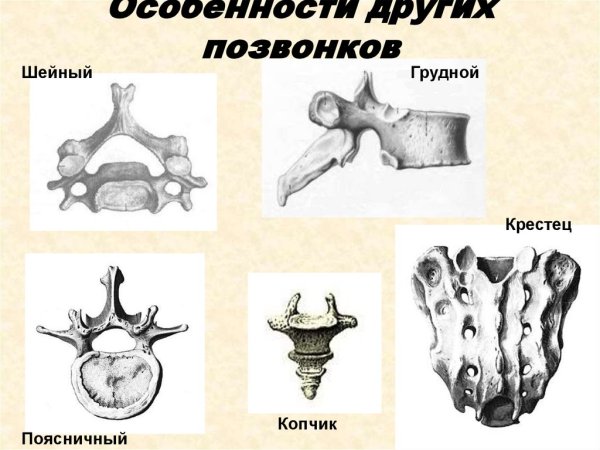 Шейный позвонок вид сбоку