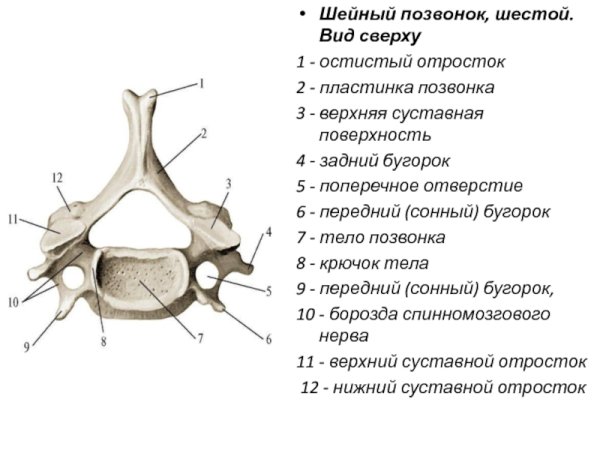 7 Шейный позвонок вид сбоку