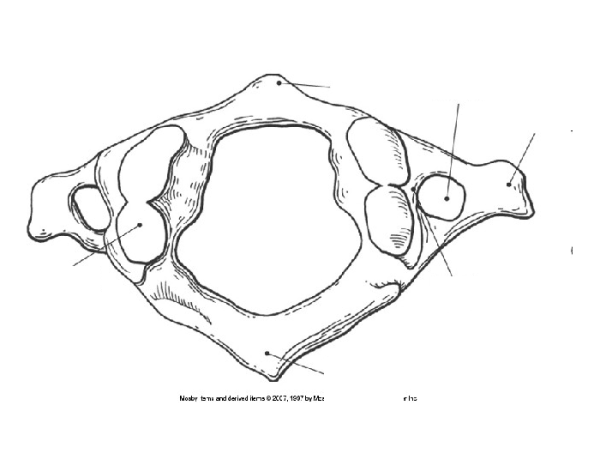 Шейный позвонок Атлант атлас