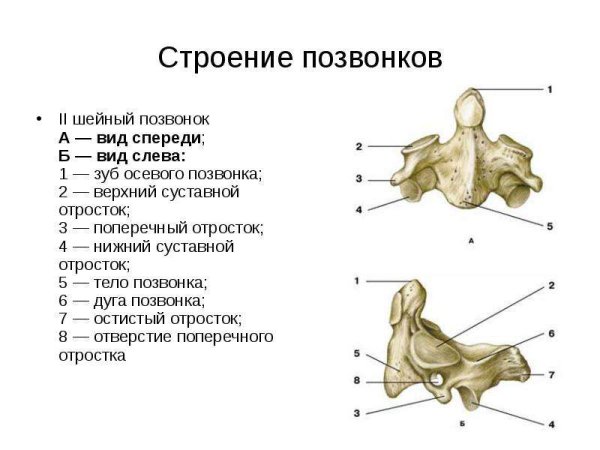 Эпистрофей строение анатомия