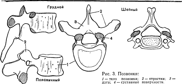 Первый грудной позвонок анатомия