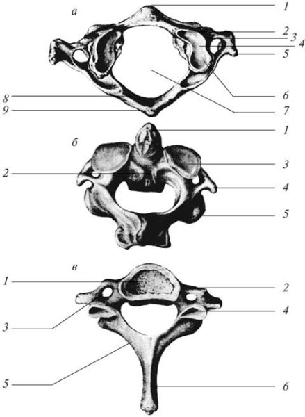 Шейный позвонок анатомия рисунок