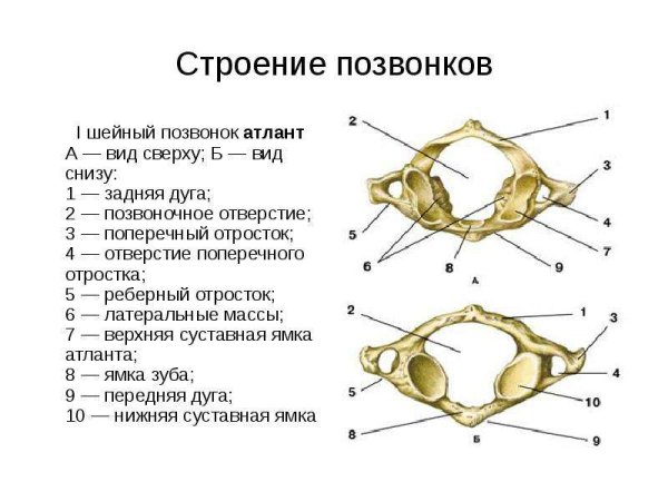 Строение 1 позвонка