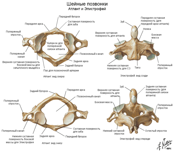 Второй шейный позвонок Атлант строение