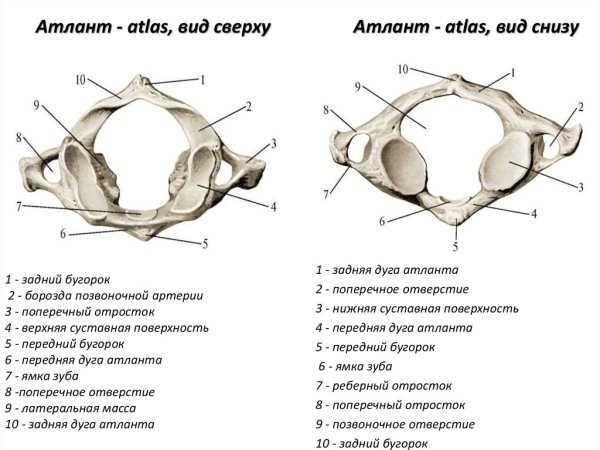 Первый шейный позвонок Атлант cнизу