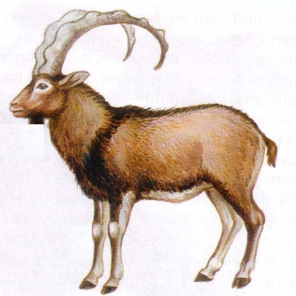 Горные животные для детей