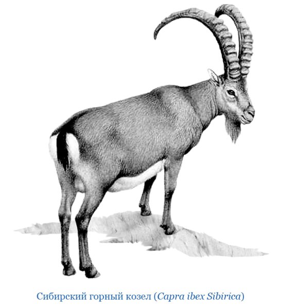Бесейтский горный козёл