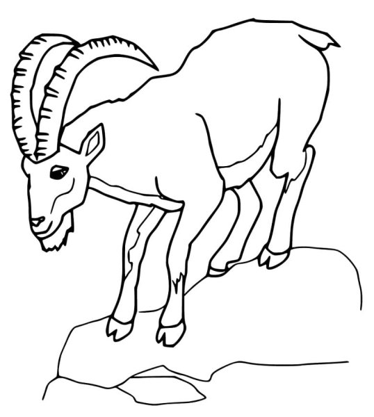 Горный козел раскраска для детей